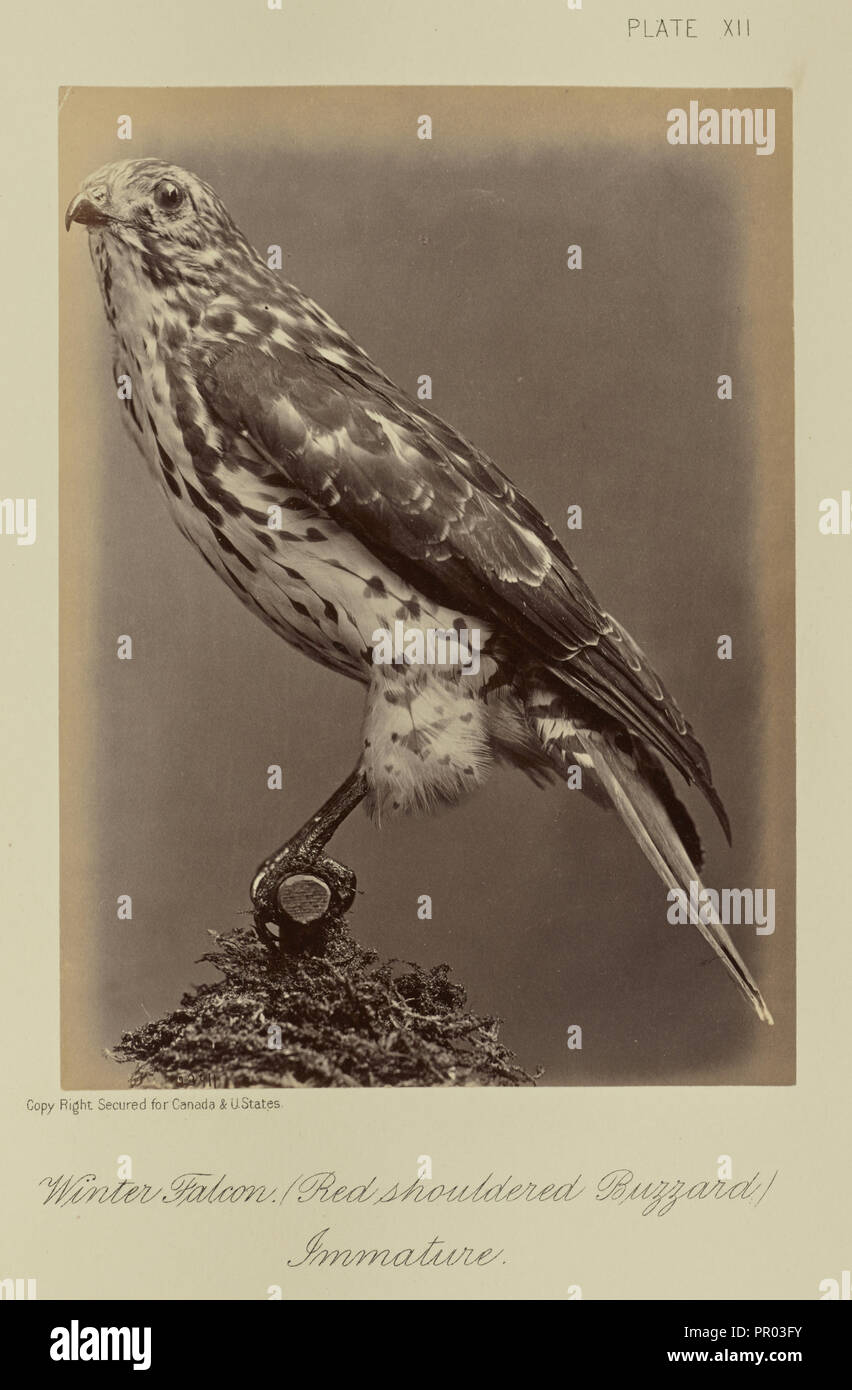 Winter Falcon, Red shouldered Buzzard, Immature; William Notman, Canadian, born Scotland, 1826 - 1891, Montreal, Québec Stock Photo