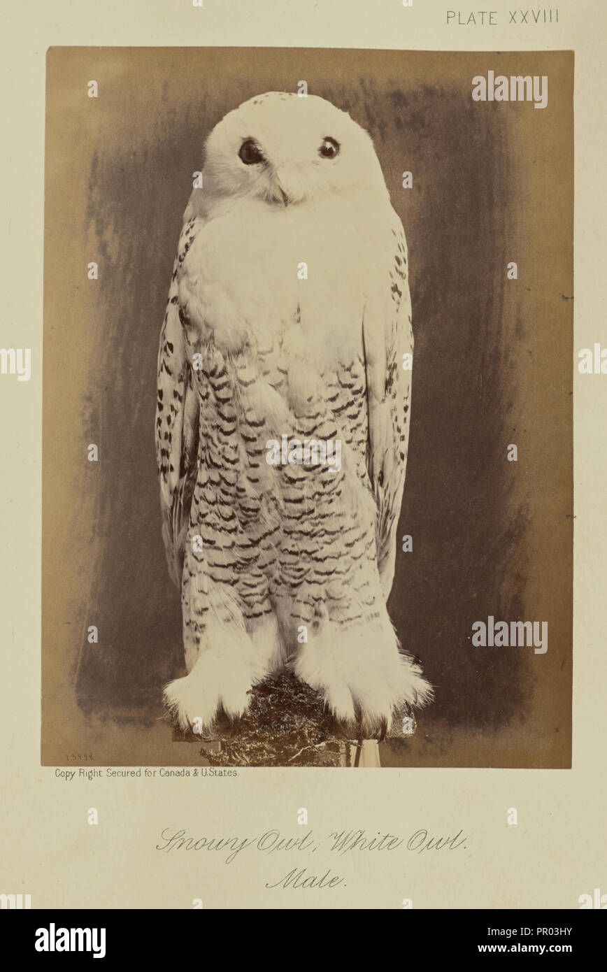 Snowy Owl, White Owl. Male; William Notman, Canadian, born Scotland, 1826 - 1891, Montreal, Québec, Canada; 1876; Albumen Stock Photo