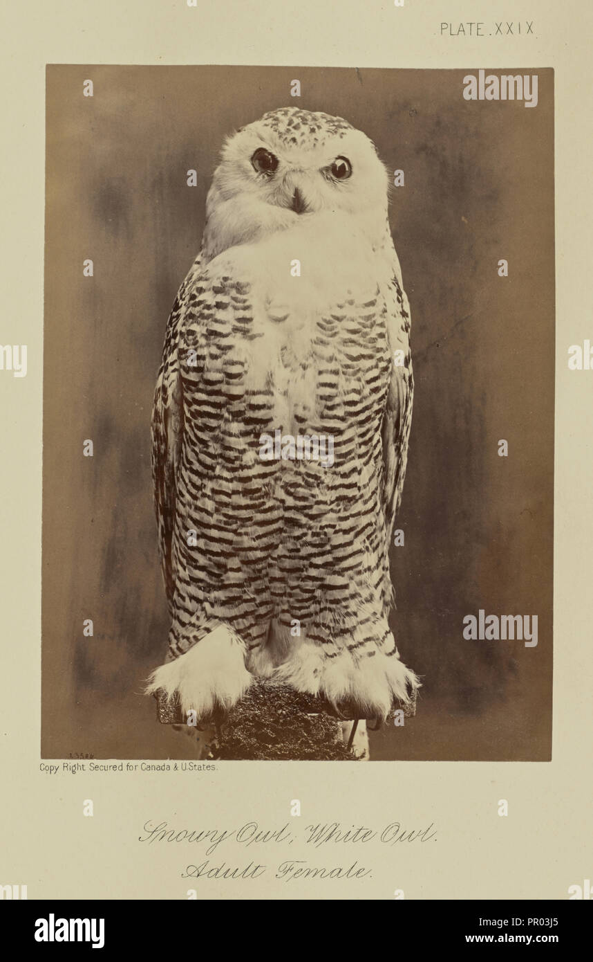 Snowy Owl, White Owl. Adult Female; William Notman, Canadian, born Scotland, 1826 - 1891, Montreal, Québec, Canada; 1876 Stock Photo