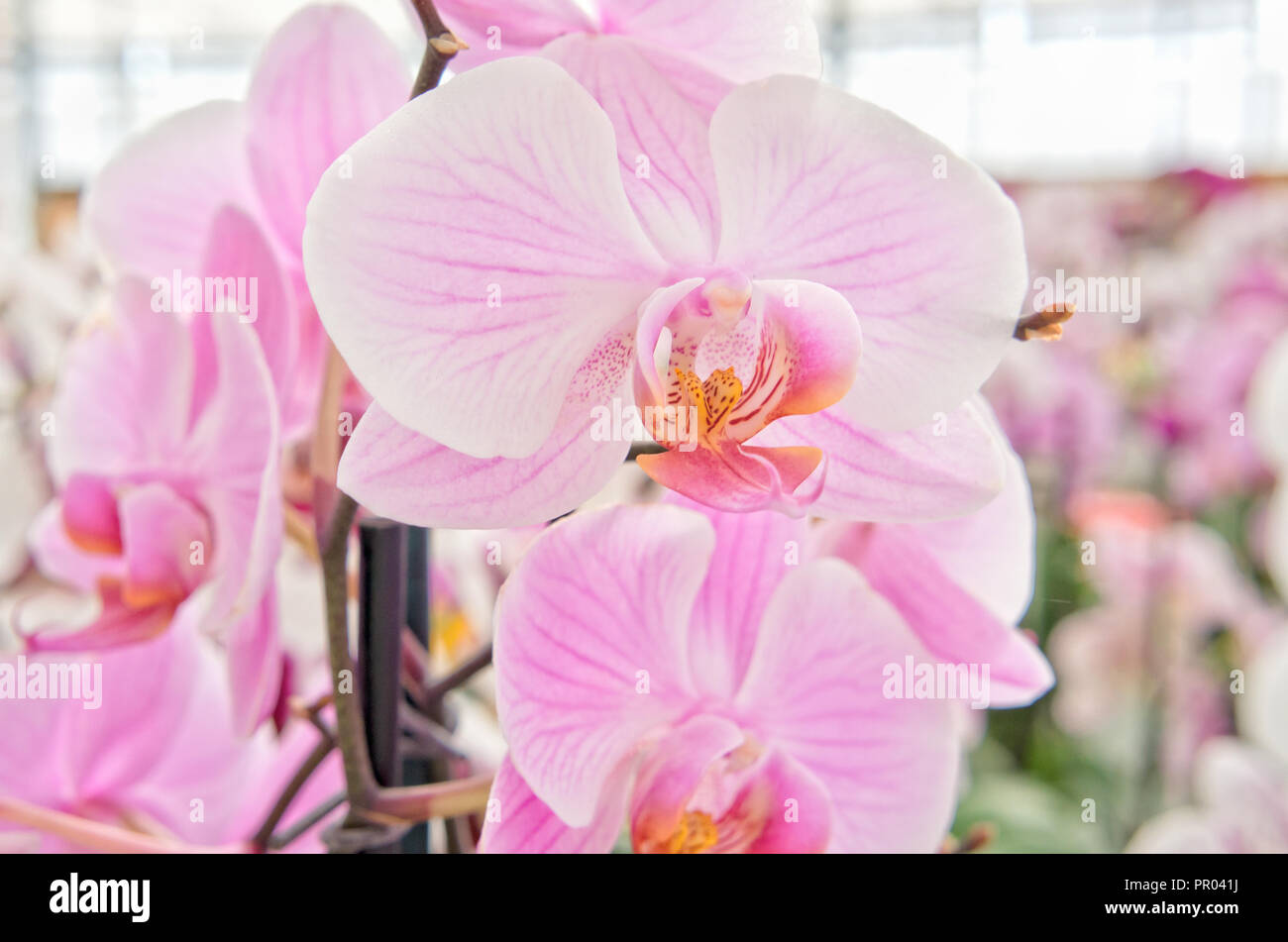 Beautiful orchids on sale in store Stock Photo Alamy