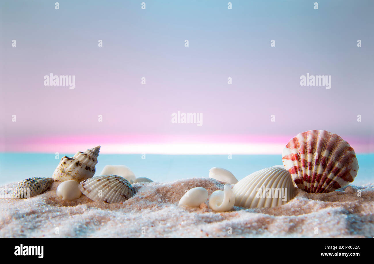 Macro sea shells hi-res stock photography and images - Alamy