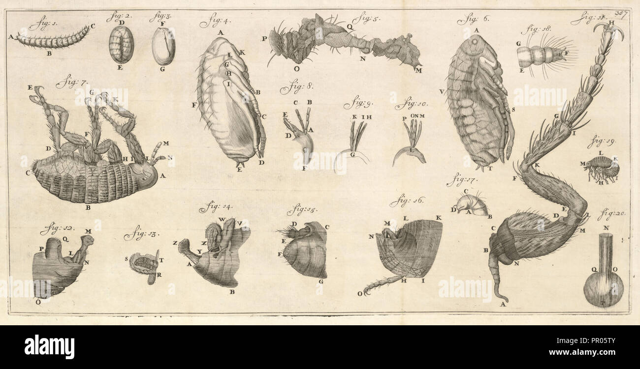 Microscopic images of a flea and flea larvae, Arcana naturae detecta, Leeuwenhoek, Antoni va, 1632-1723, Copper engraving, 1695 Stock Photo