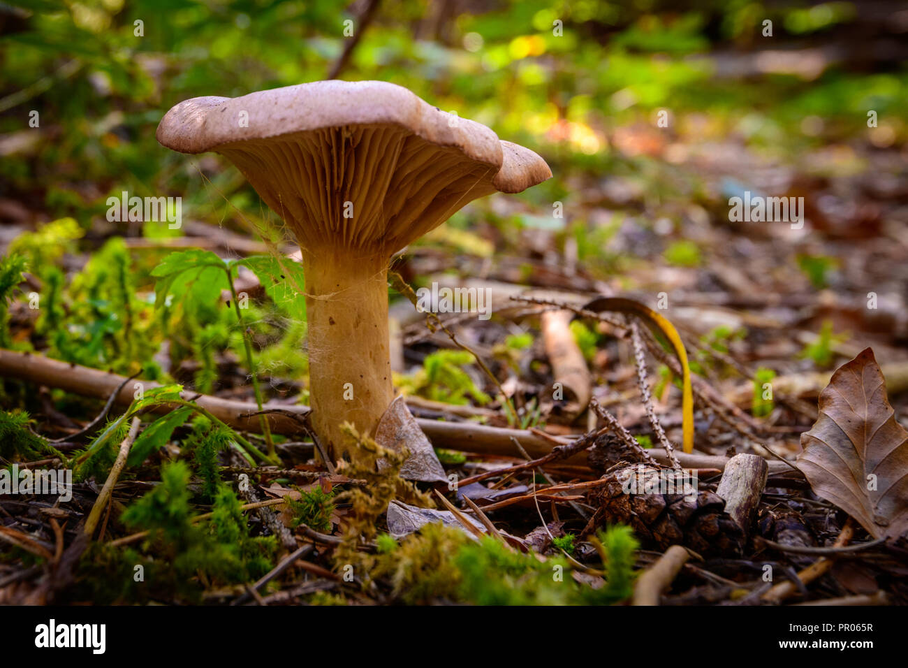 Mushroom on forest floor, close up Stock Photo