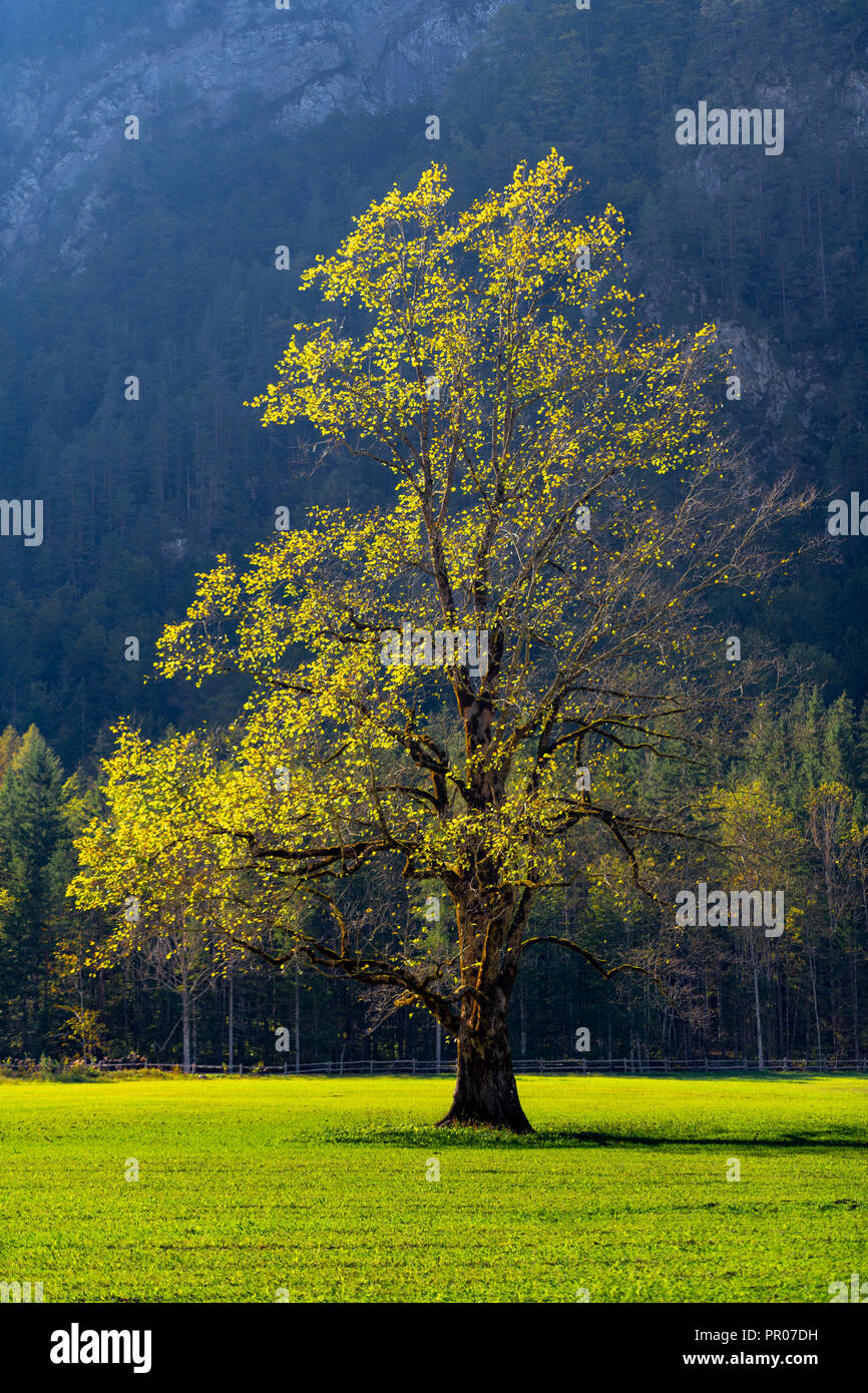 The trunk of an elm tree hi-res stock photography and images - Alamy