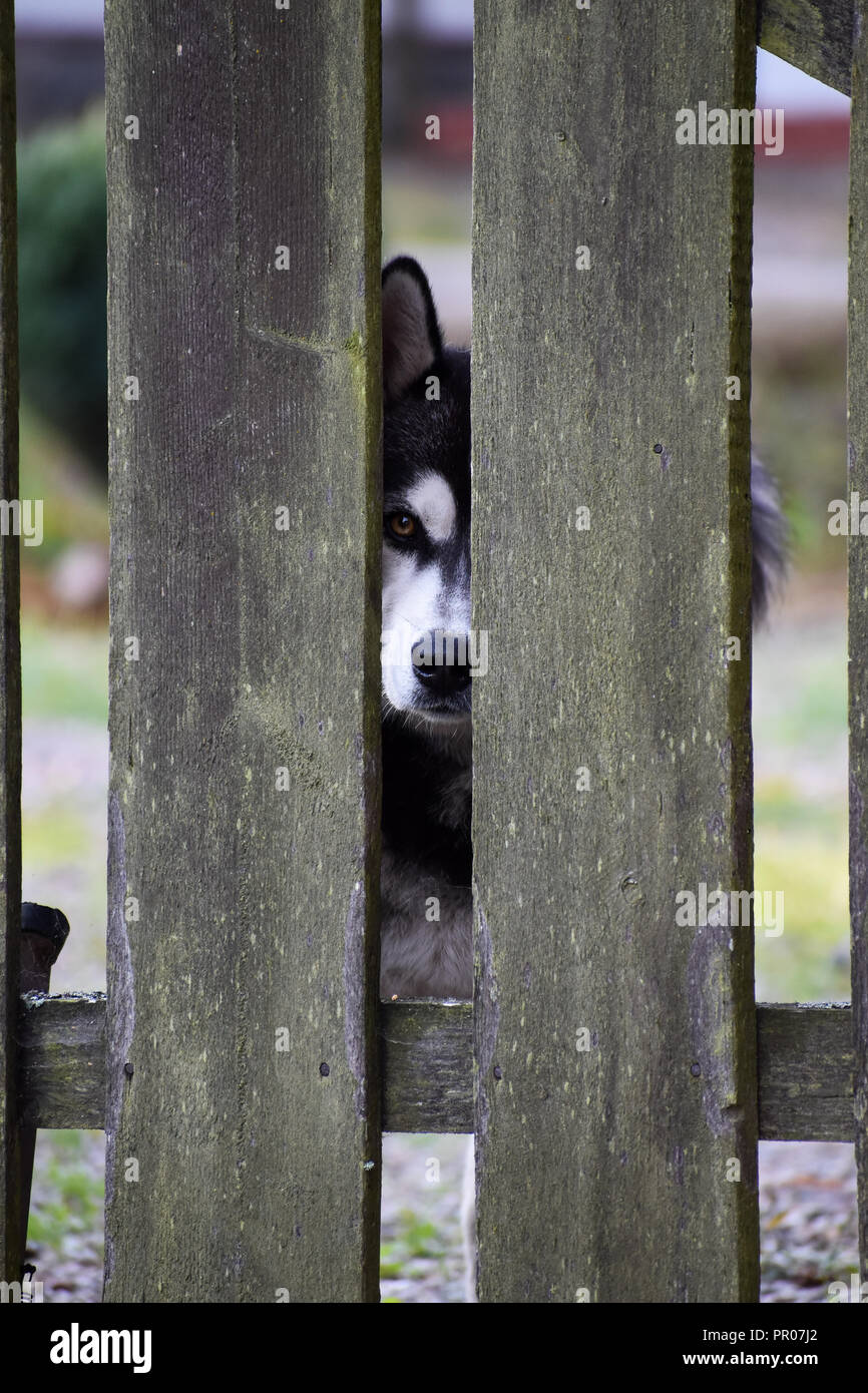 Husky dog wants to run away Stock Photo Alamy