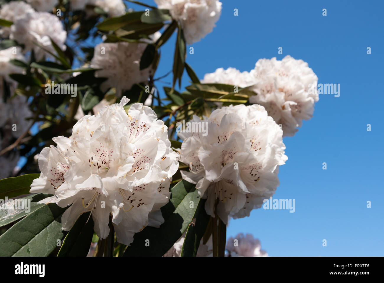 Rhododendron flowers in spring Stock Photo