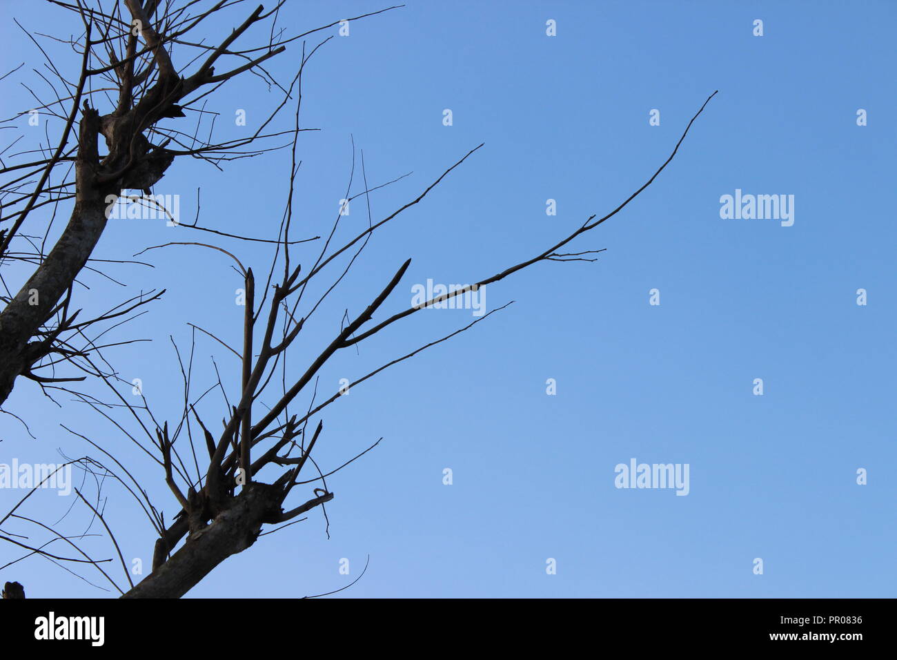 Clear sky with tree hi-res stock photography and images - Alamy