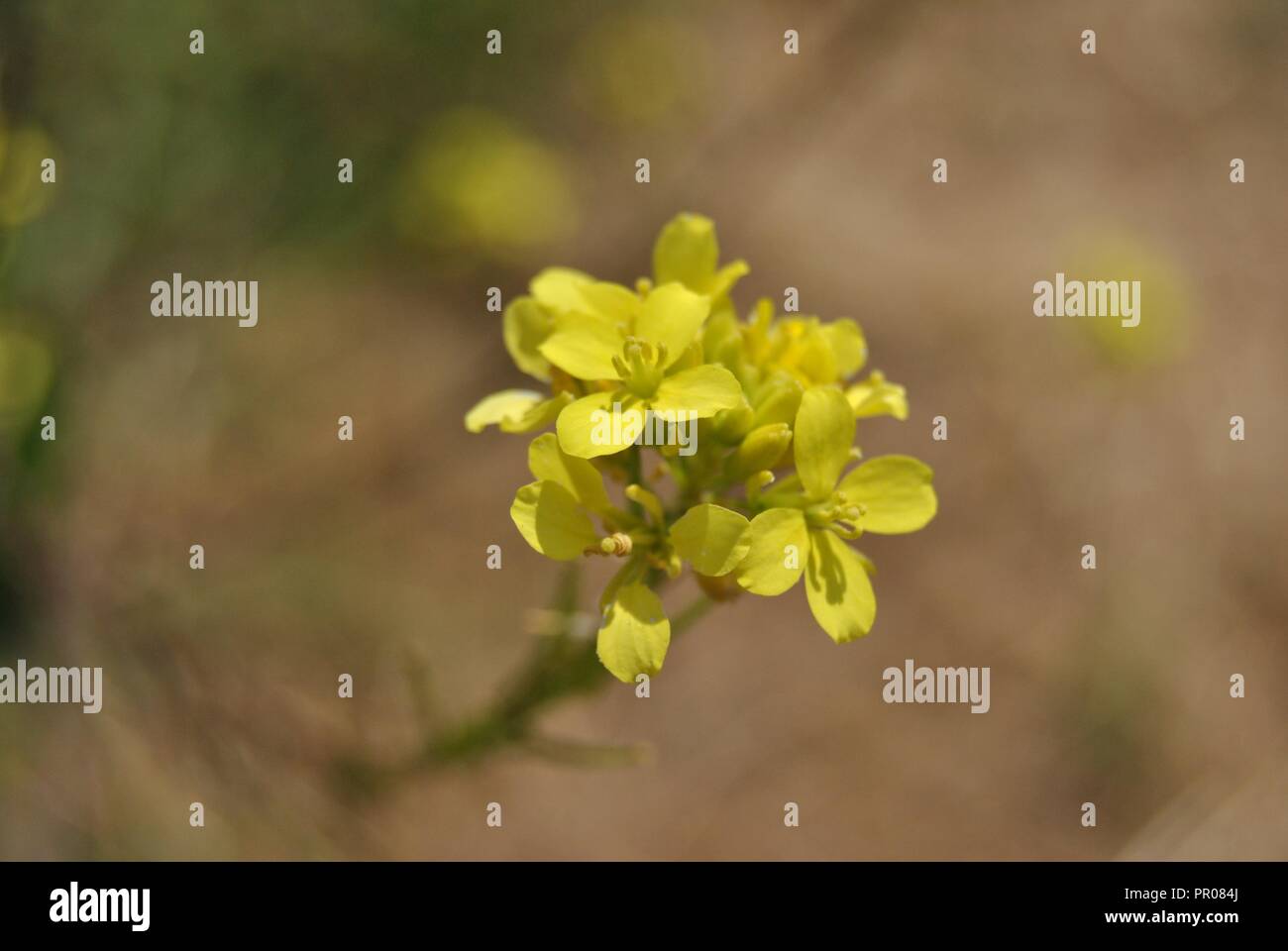 Wild flowers in tuscany italy hi-res stock photography and images - Alamy