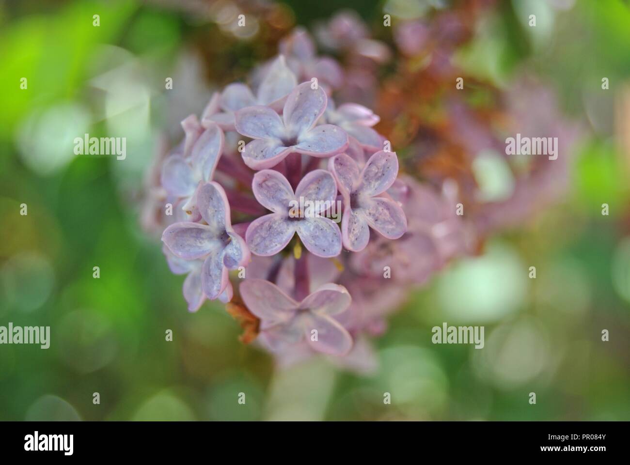 Wild flowers in tuscany italy hi-res stock photography and images - Alamy