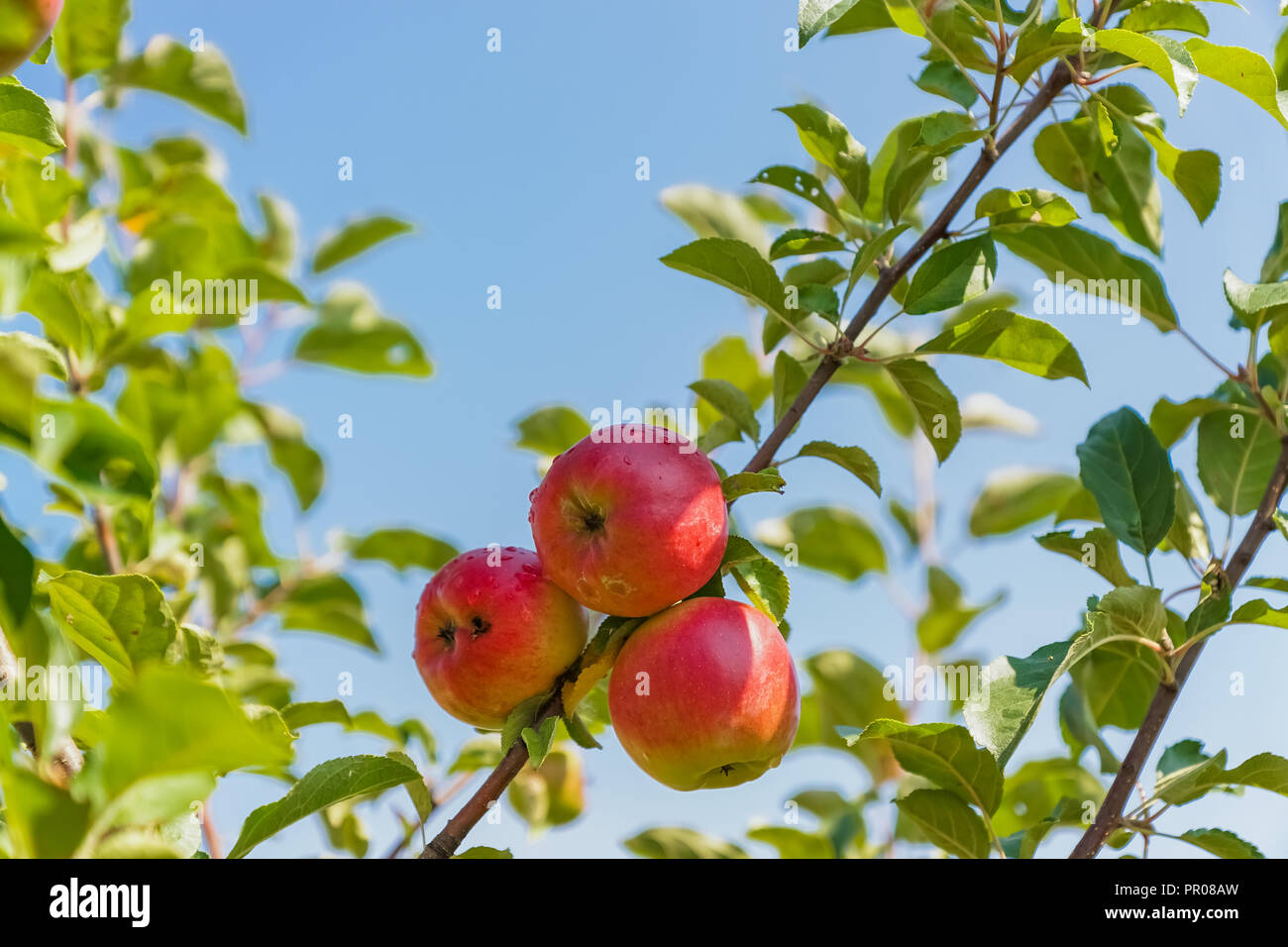 Growing apples on apple tree in a garden, blue sky background Stock