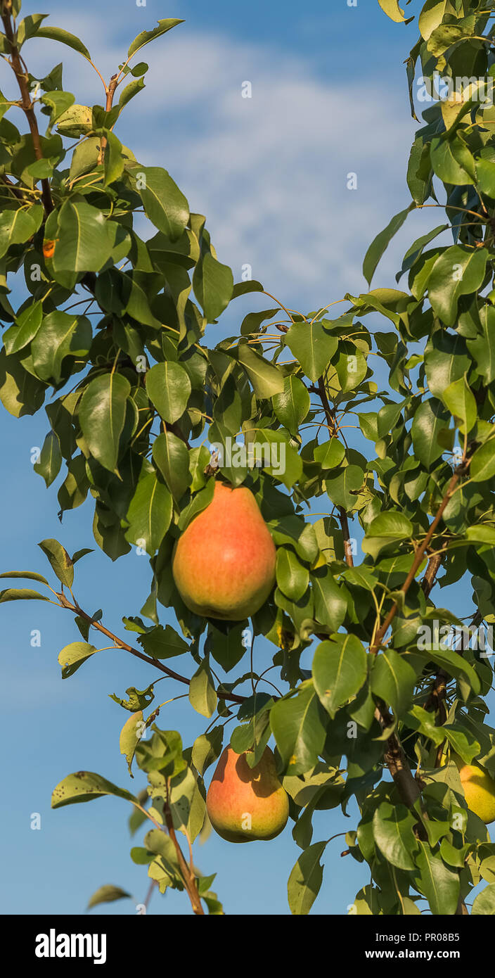Growing ripe pears on a tree in a garden, blue sky background Stock ...