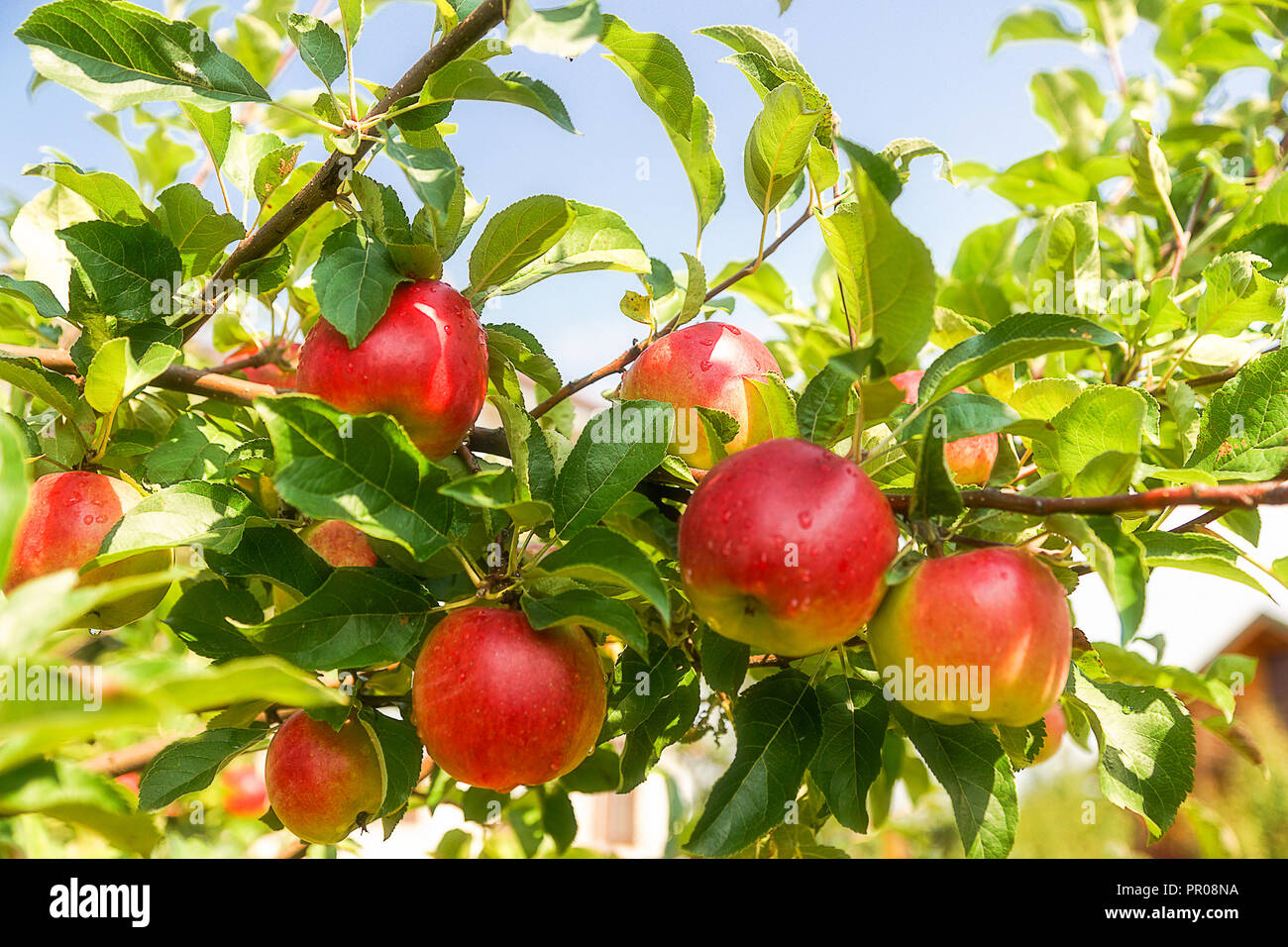 Growing apples on apple tree in a garden, blue sky background Stock ...