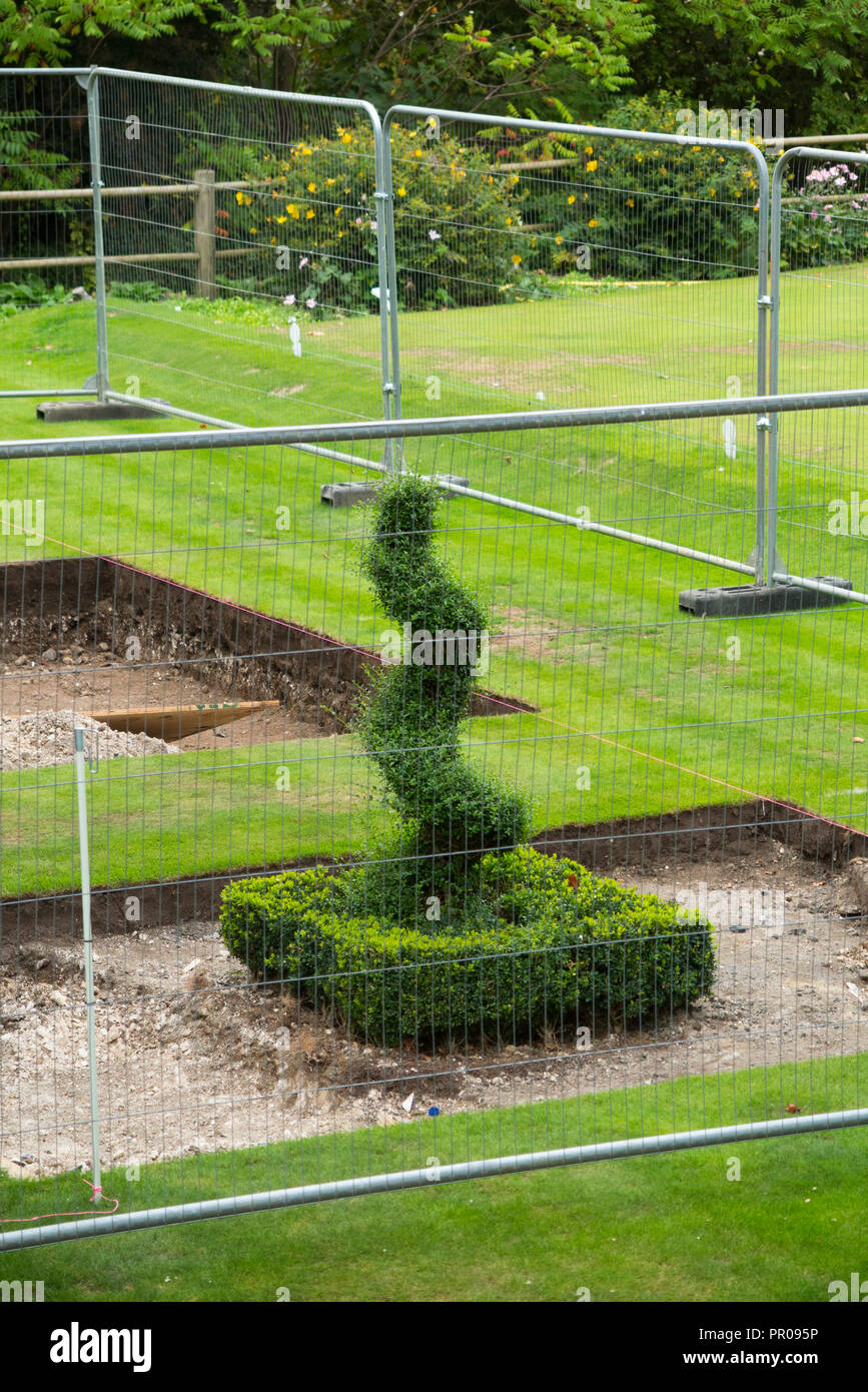 A metal screen / cage around a Box tree (Buxus) garden plant which symbolises protecting the plant and the fight against the Boxtree moth invasion. UK Stock Photo