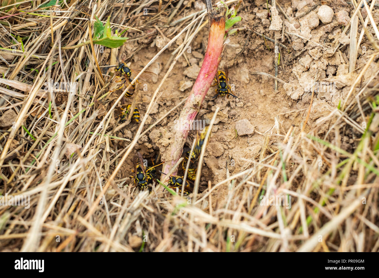 Wasps and vespiary in the earth. Stock Photo