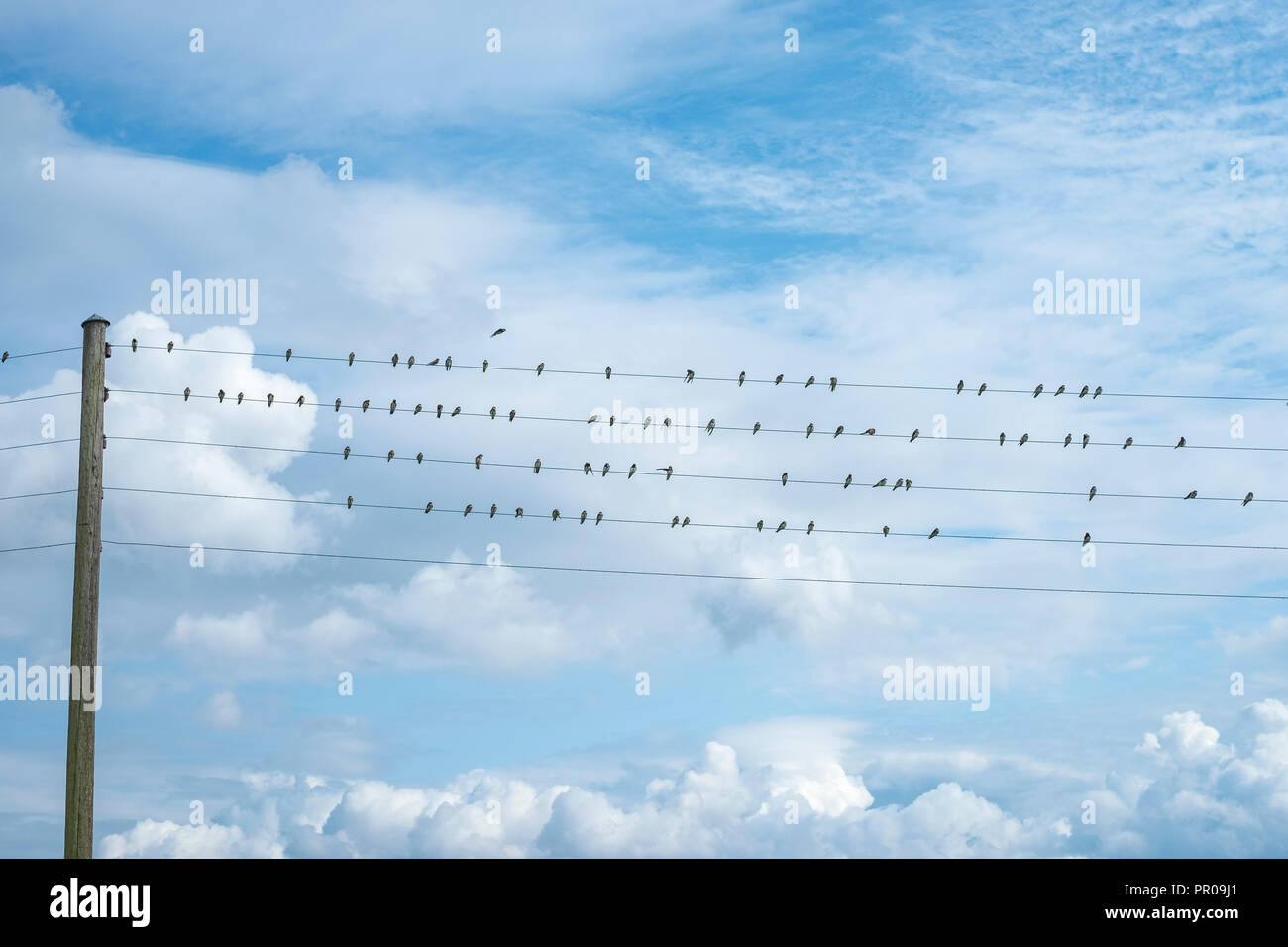 Migratory birds lined up on wires in the port of Nyord (Nyord Havn) on the island of Nyord, Denmark, Scandinavia, Europe. Stock Photo