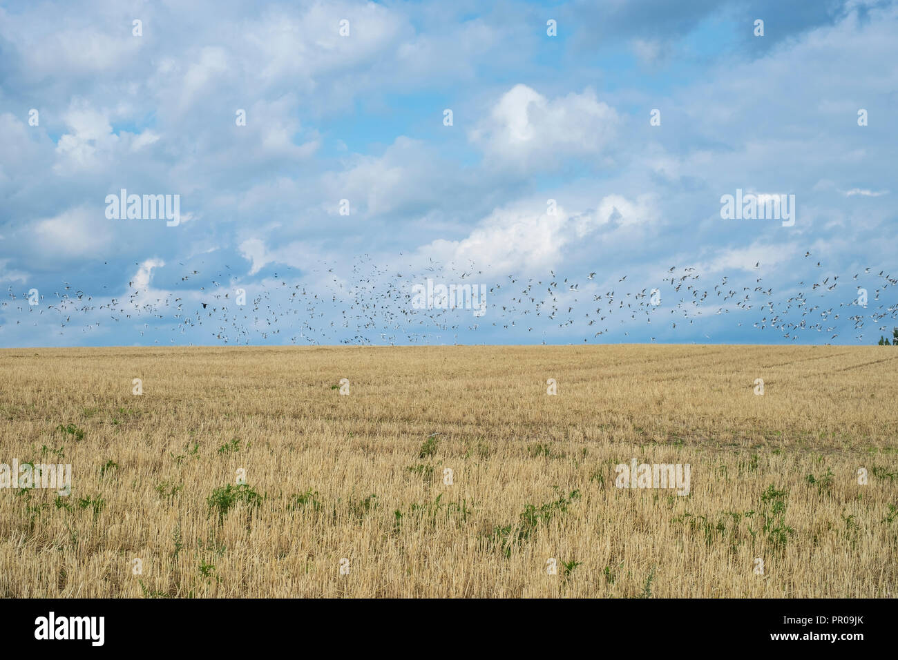 Flying seagulls on Nyord Island, Denmark, Scandinavia, Europe. Stock Photo