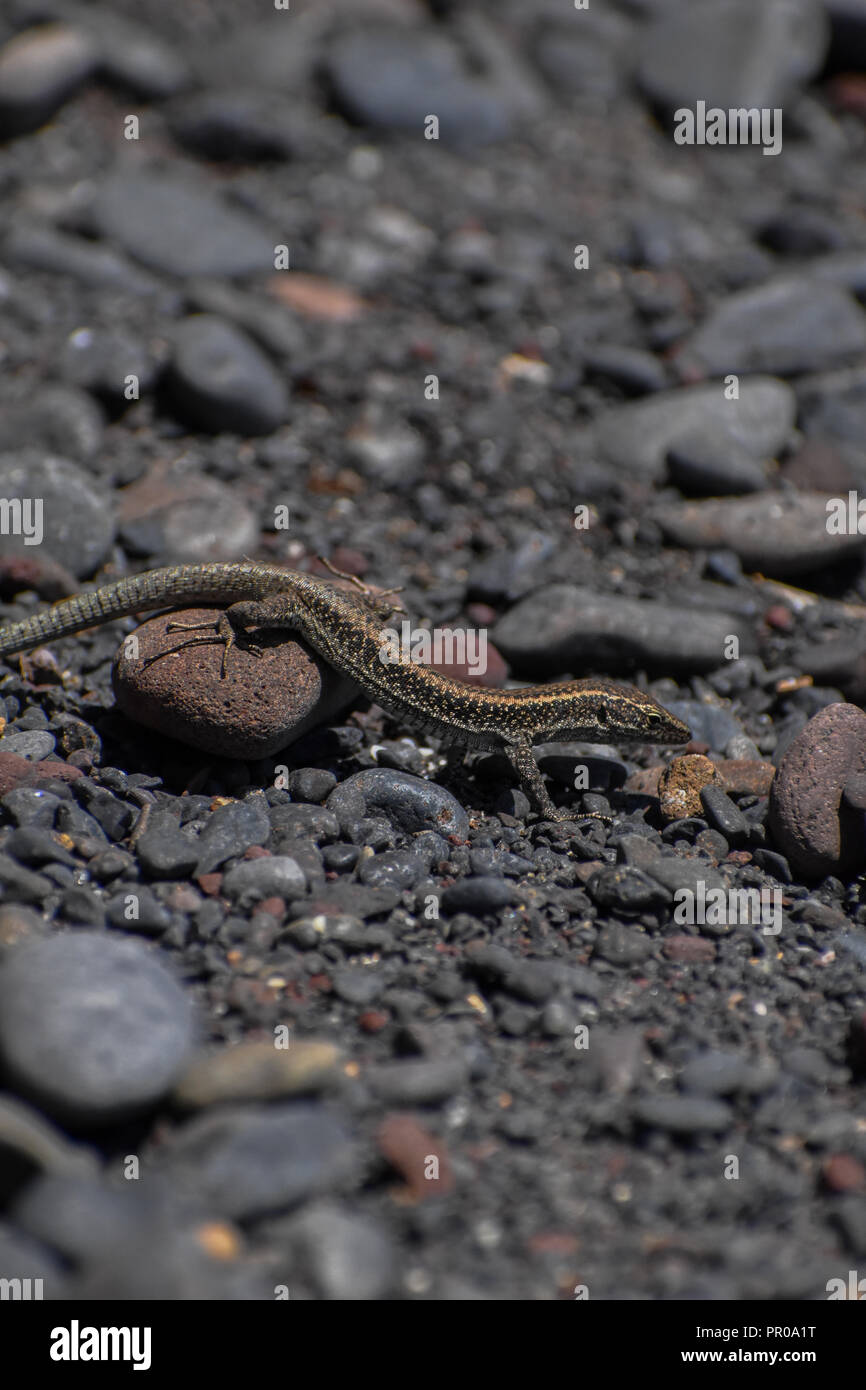 Lizard on the rocks Stock Photo