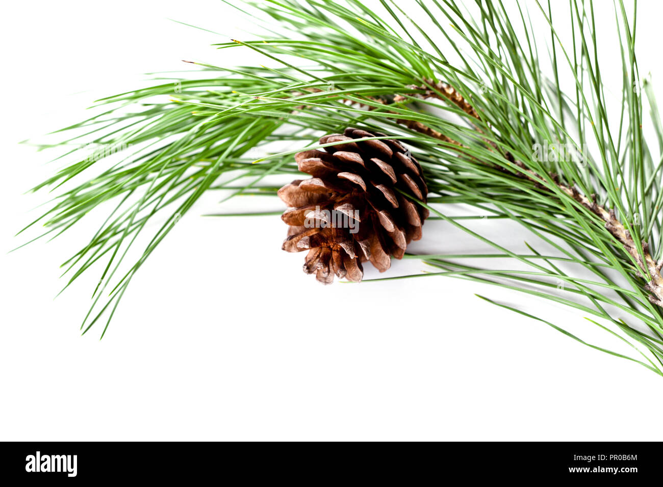 fir tree branch with pinecone isolated on white background Stock Photo ...