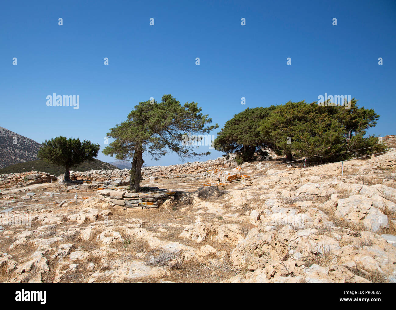 Windswept trees on the acropolis of Ag.Andreas on the island of Sifnos in the Greek Cyclades Stock Photo