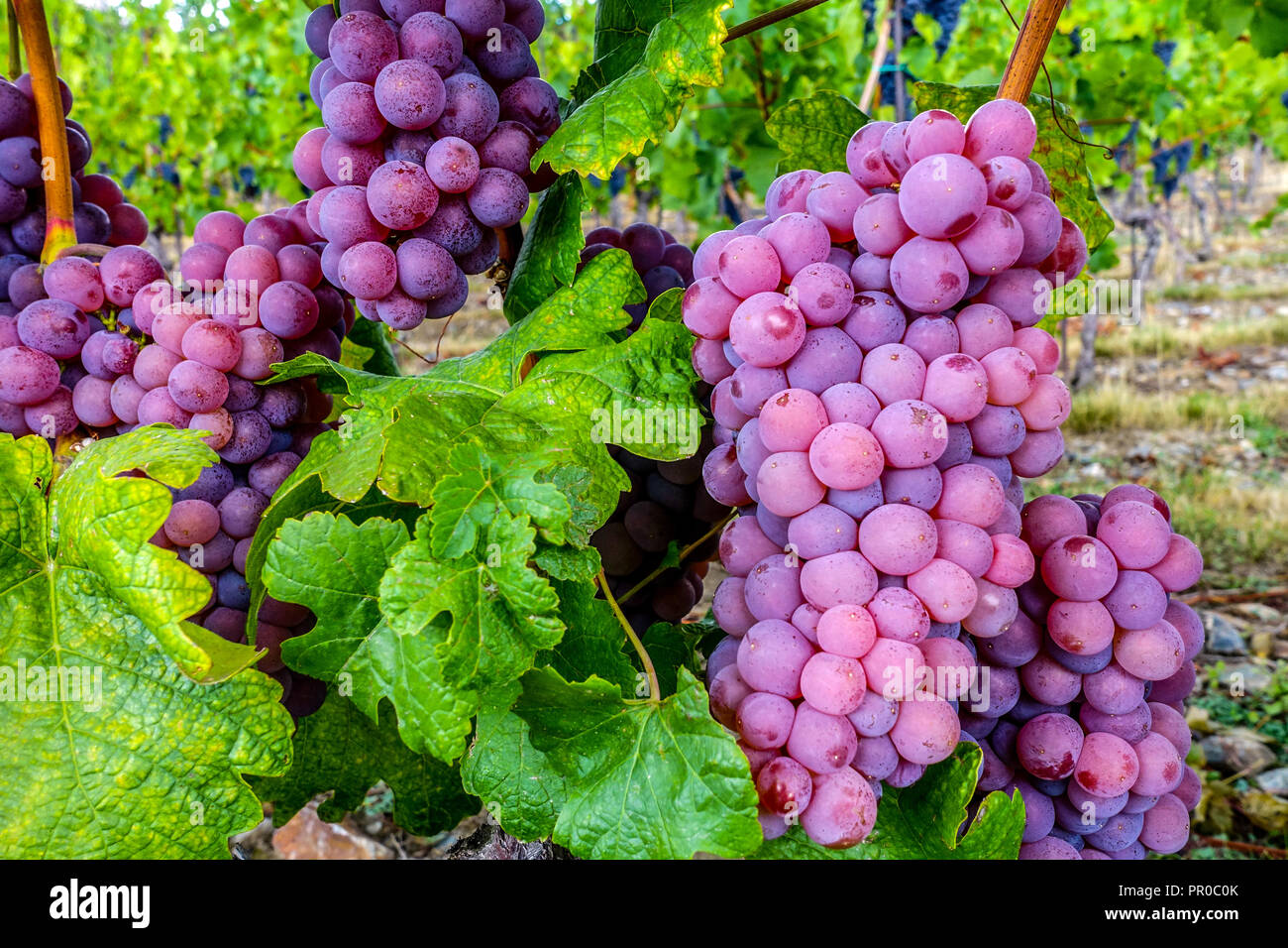 Bunch of grapes on vine, ripening in vineyard of Santa Clara, Troja, Prague, Czech Republic Europe Purple grapes in plant Stock Photo