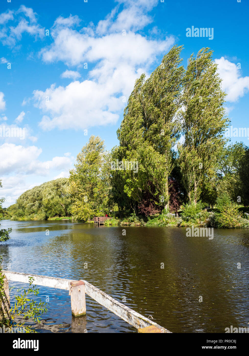 Wild Landscape, Forested River Thames, Kennington, Oxford, Oxfordshire, England, UK, GB. Stock Photo