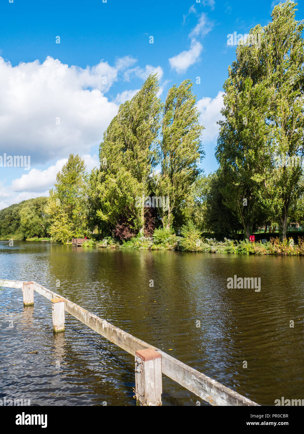 Wild Landscape, Forested River Thames, Kennington, Oxford, Oxfordshire, England, UK, GB. Stock Photo