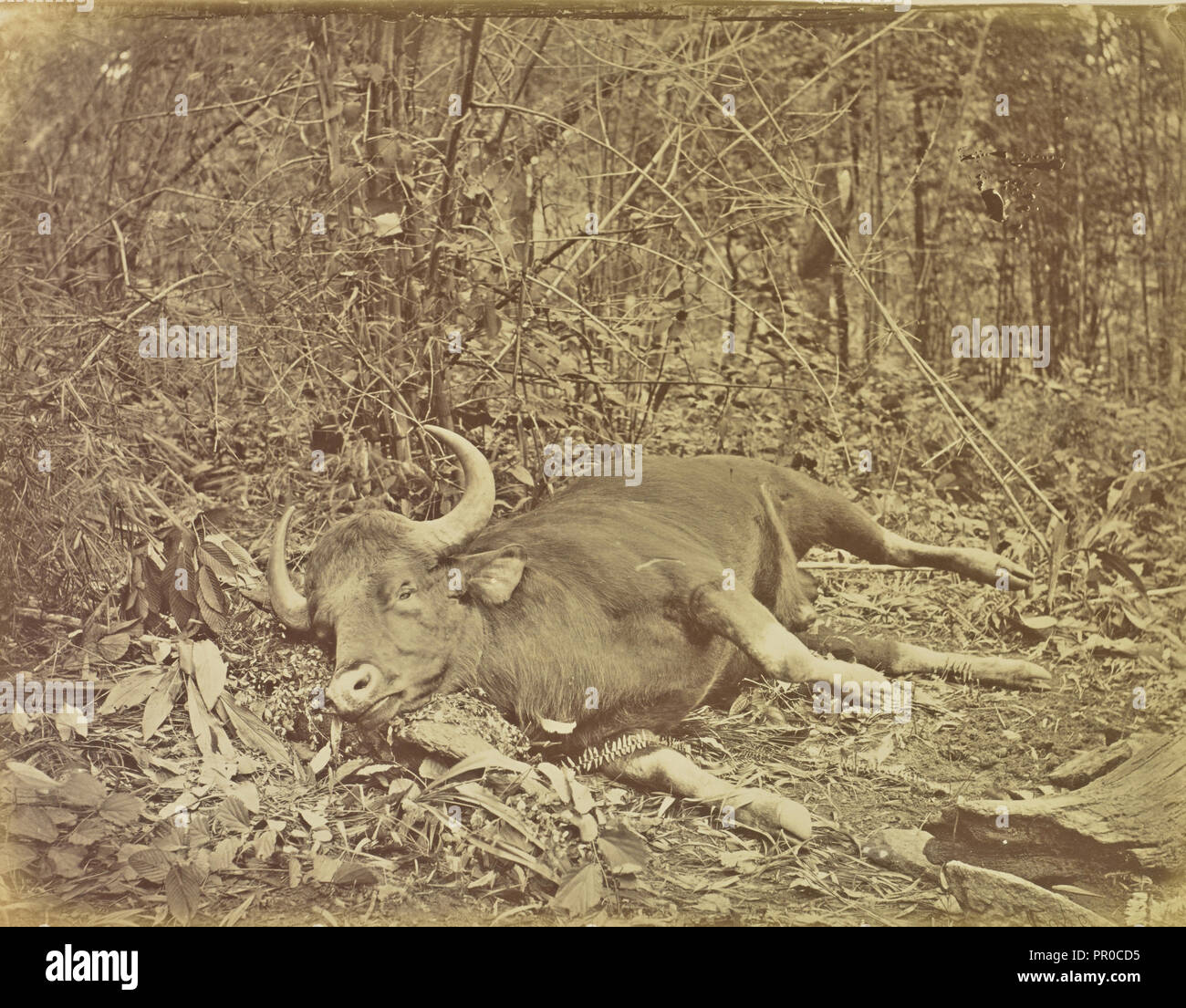 Dead Cow; Colonel William Willoughby Hooper, British, 1837 - 1912, India; about 1870; Albumen silver print Stock Photo