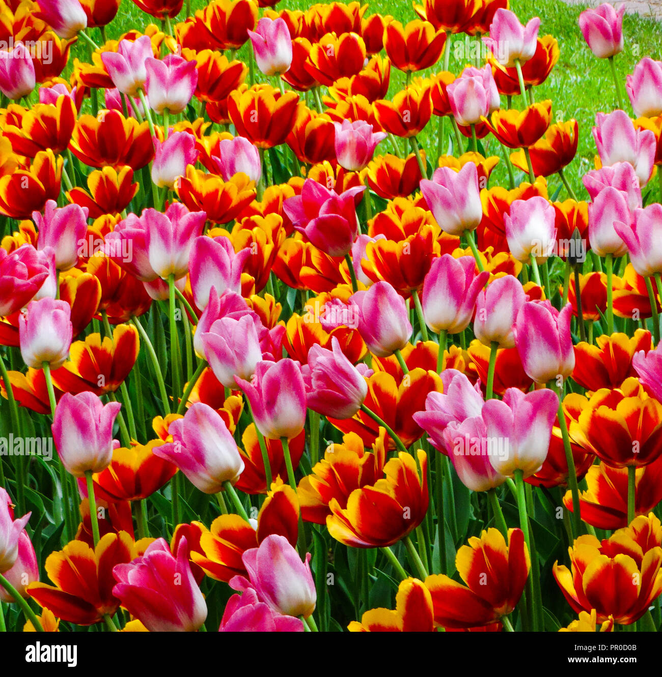 Purple white and yellow flower hi-res stock photography and images - Alamy