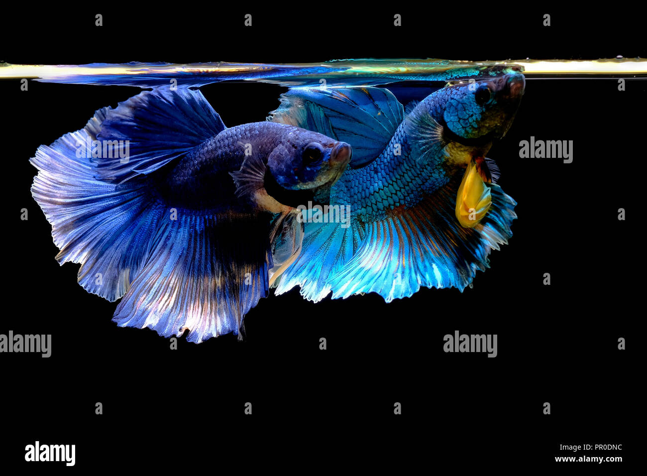 Siamese fighting fishes betta splendens hi-res stock photography and ...