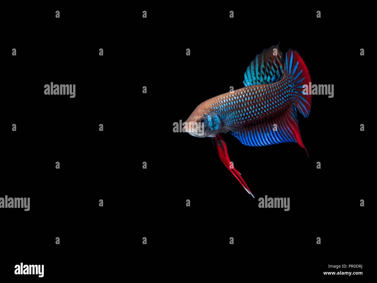 Betta fish Fight in the aquarium Stock Photo - Alamy