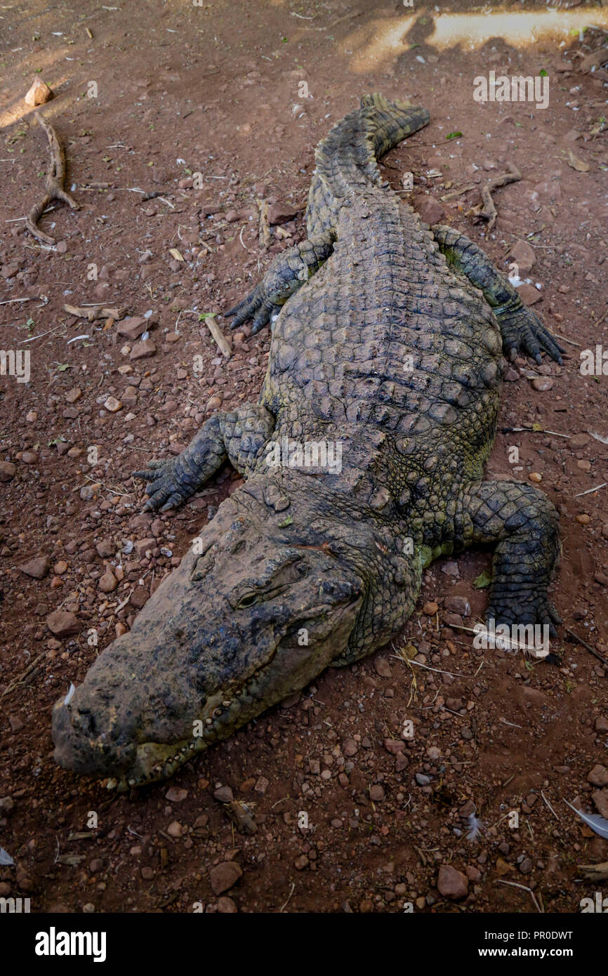 Nile Crocodile in Botswana Stock Photo