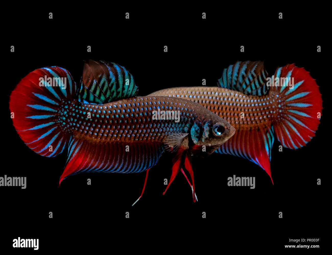 Betta fish Fight in the aquarium Stock Photo - Alamy
