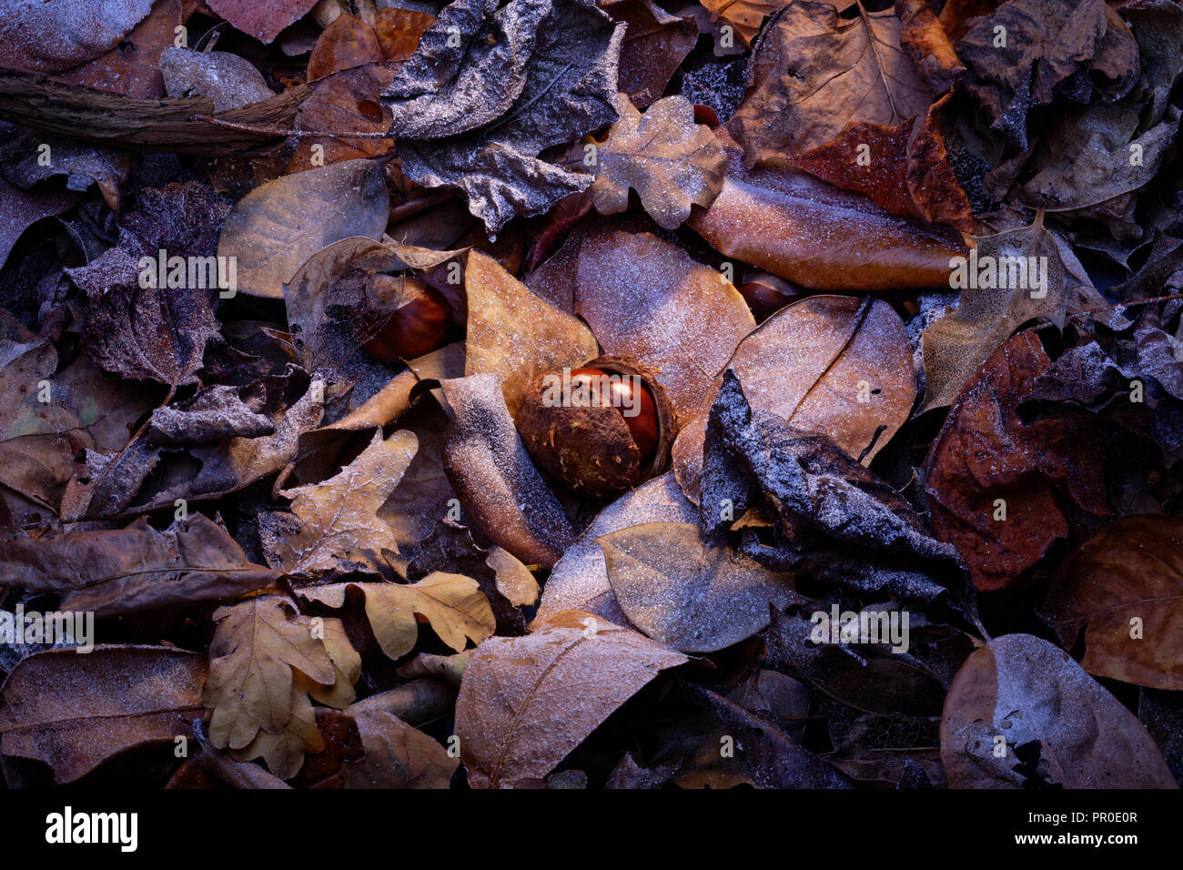 Two conkers in their shell amoungst some fallen leaves. Stock Photo