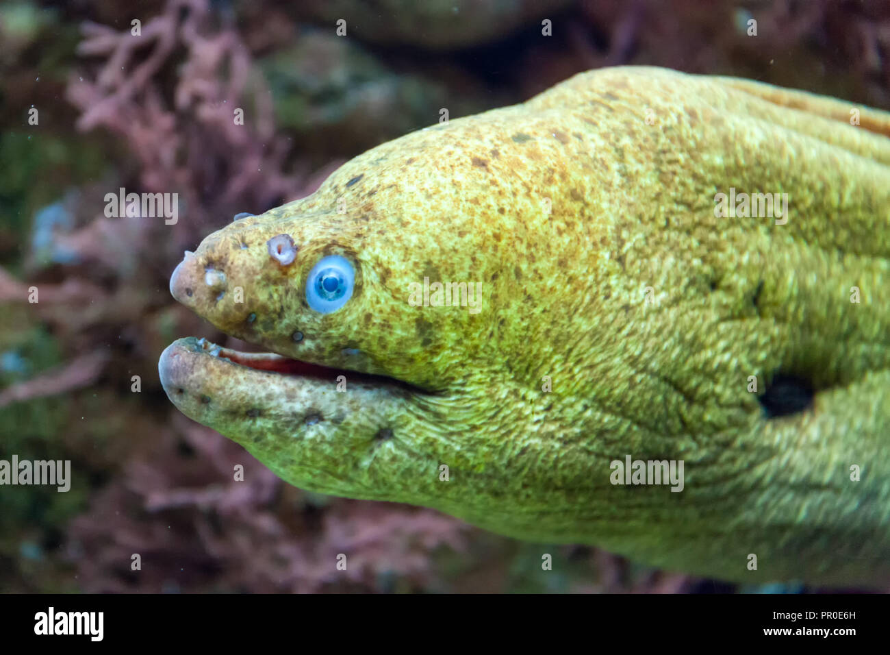 Moray Eel head sticking out of a rock. Gymnothorax miliaris Stock Photo