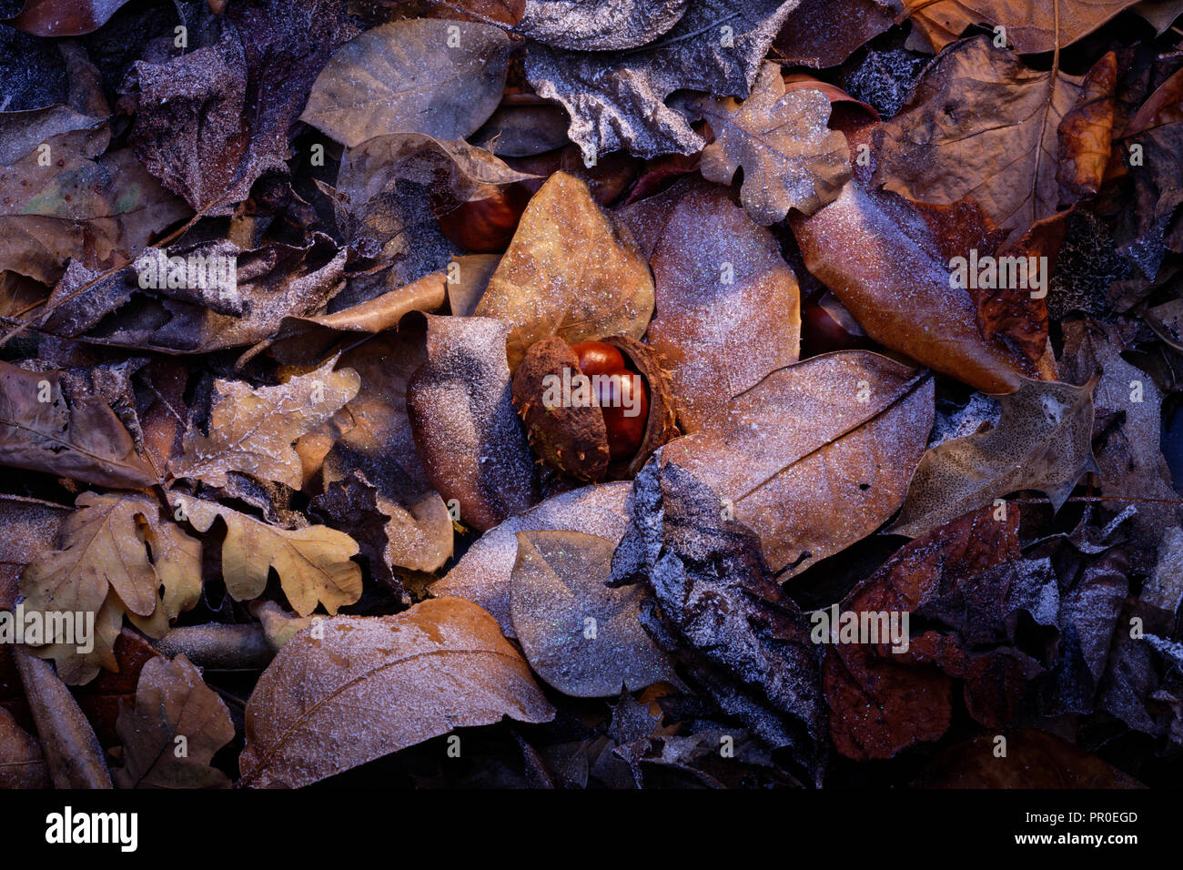Two conkers in their shell amoungst some fallen leaves. Stock Photo