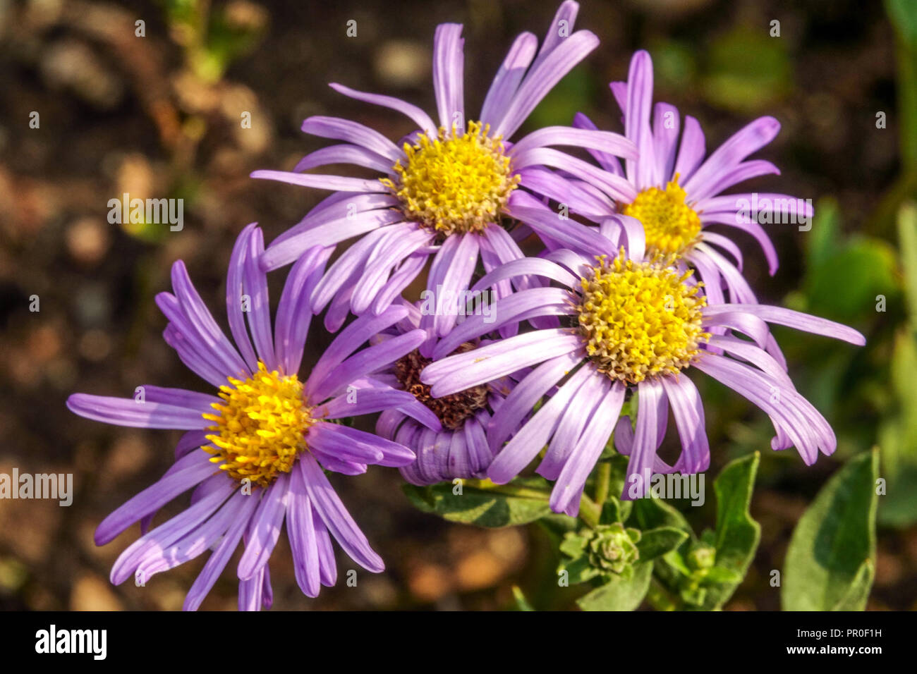 Italian Aster, Aster amellus 'King George' Stock Photo