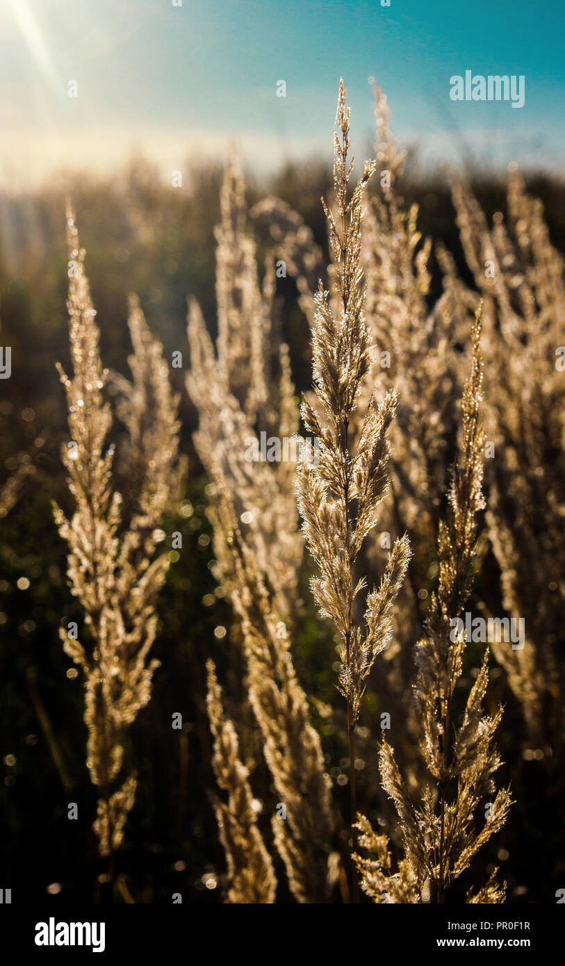 Dry stems of yellowed cereals with dew drops illuminate the morning rays of the sun rising on the autumn meadow Stock Photo