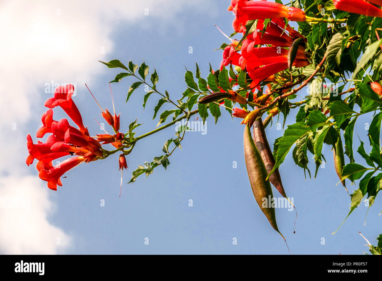 Campsis radicans Climbing Plant Garden Red Trumpet vine Pods Trumpet creeper Flowers Climber Ripening Fruits Ripe Seed Pods on Branches Blooming Stock Photo