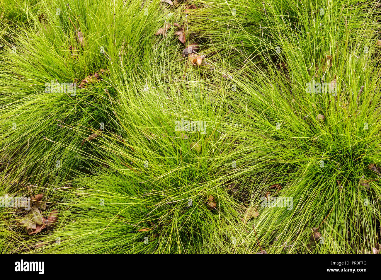 Ivory Sedge, Carex eburnea Bristle-Leaved Sedge Stock Photo