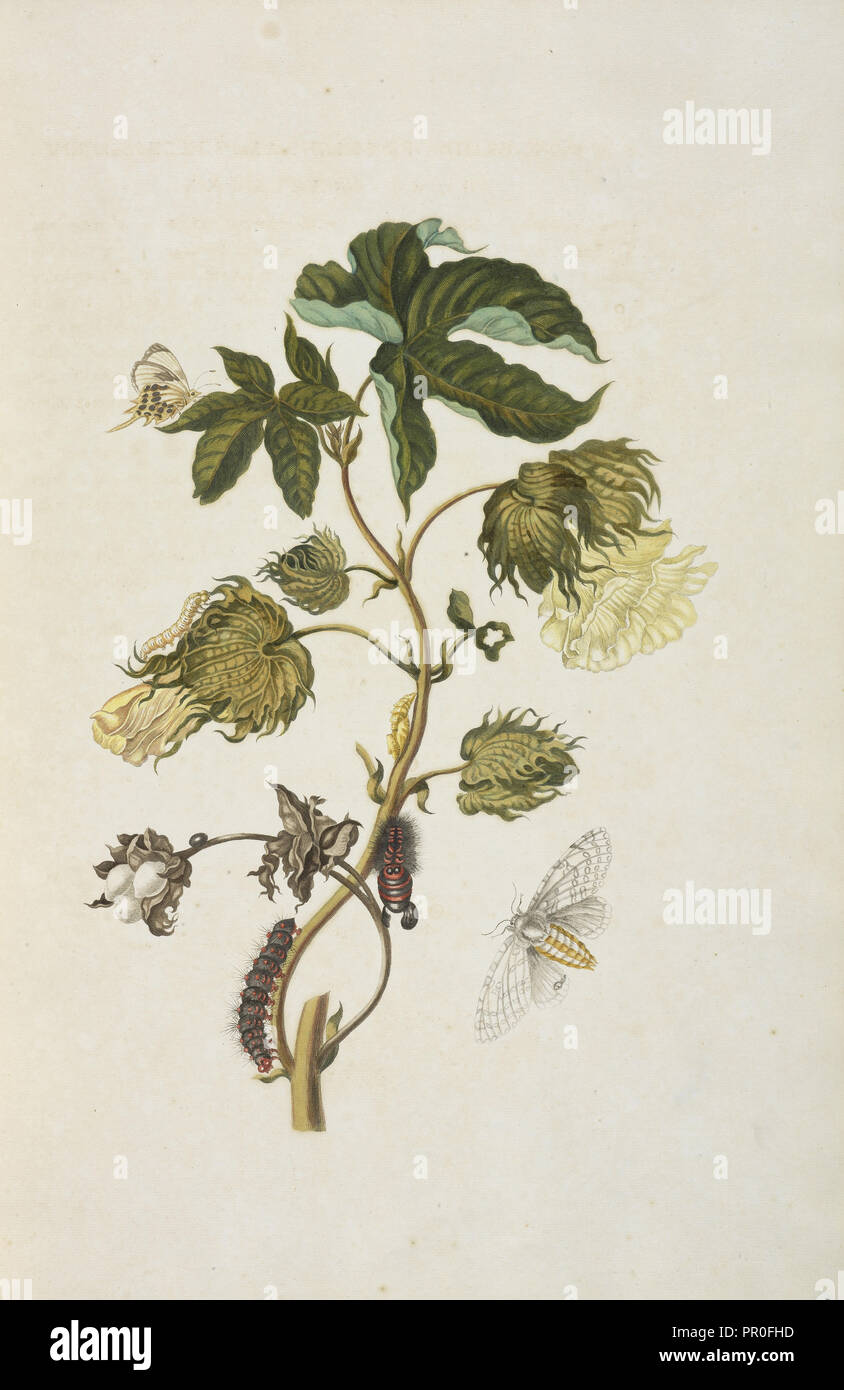 Branch of a cotton tree in flower, Gossypium barbadense, with butterfly, Helicopis cupido, and metamorphosis of moth of Stock Photo