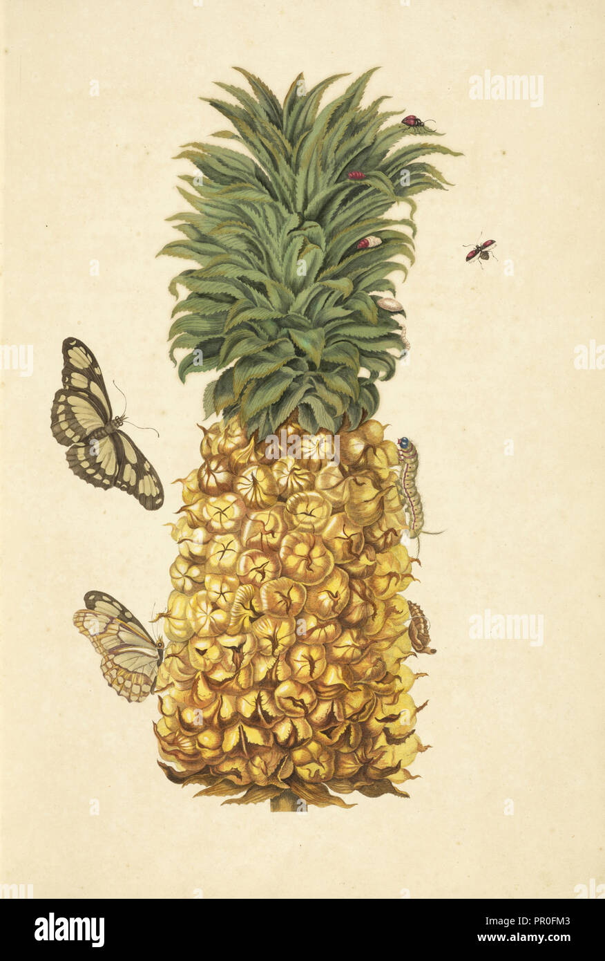 Pineapple, Ananas comosus, with metamorphosis of bamboo page, Philaethria dido, and twice-stabbed lady bird beetle Chilocorus Stock Photo