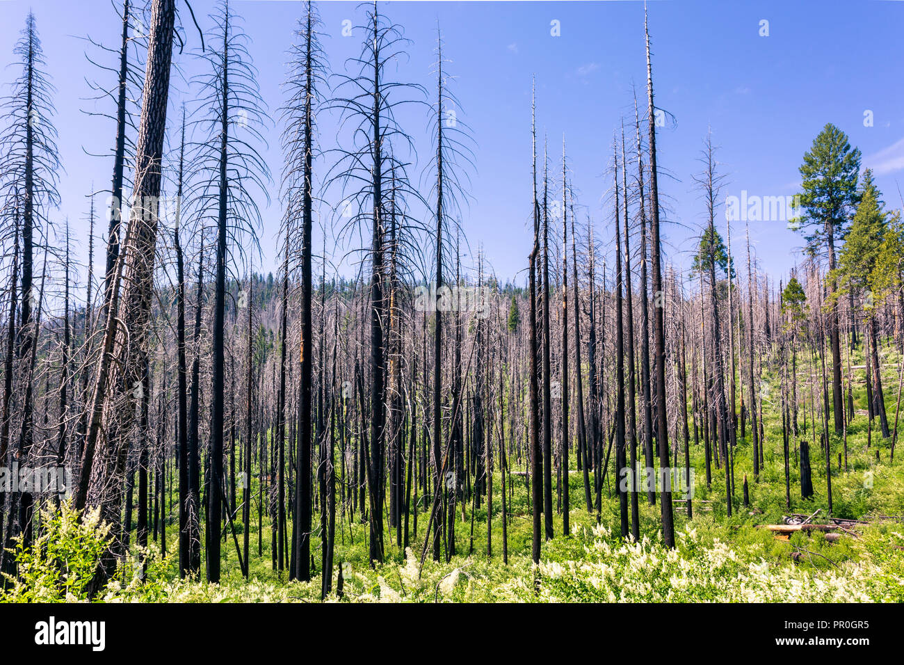 A forest fire destroys an area of forest in Yosemite Valley in the Yosemite National Park, UNESCO, California, United States of America Stock Photo