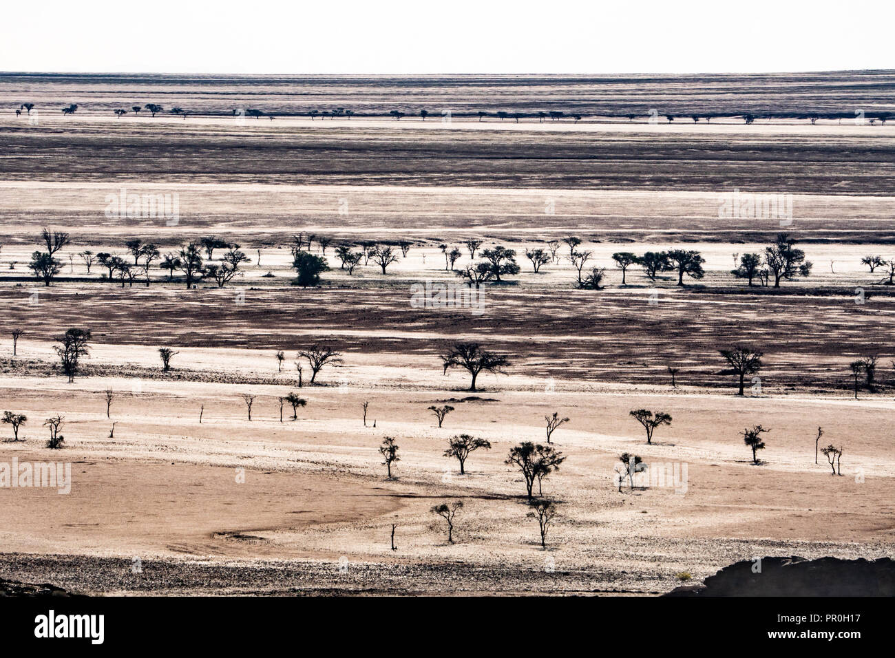 Layered landscape of plains punctuated by silhouetted dark trees, south of Walvis Bay, Namibia, Africa Stock Photo