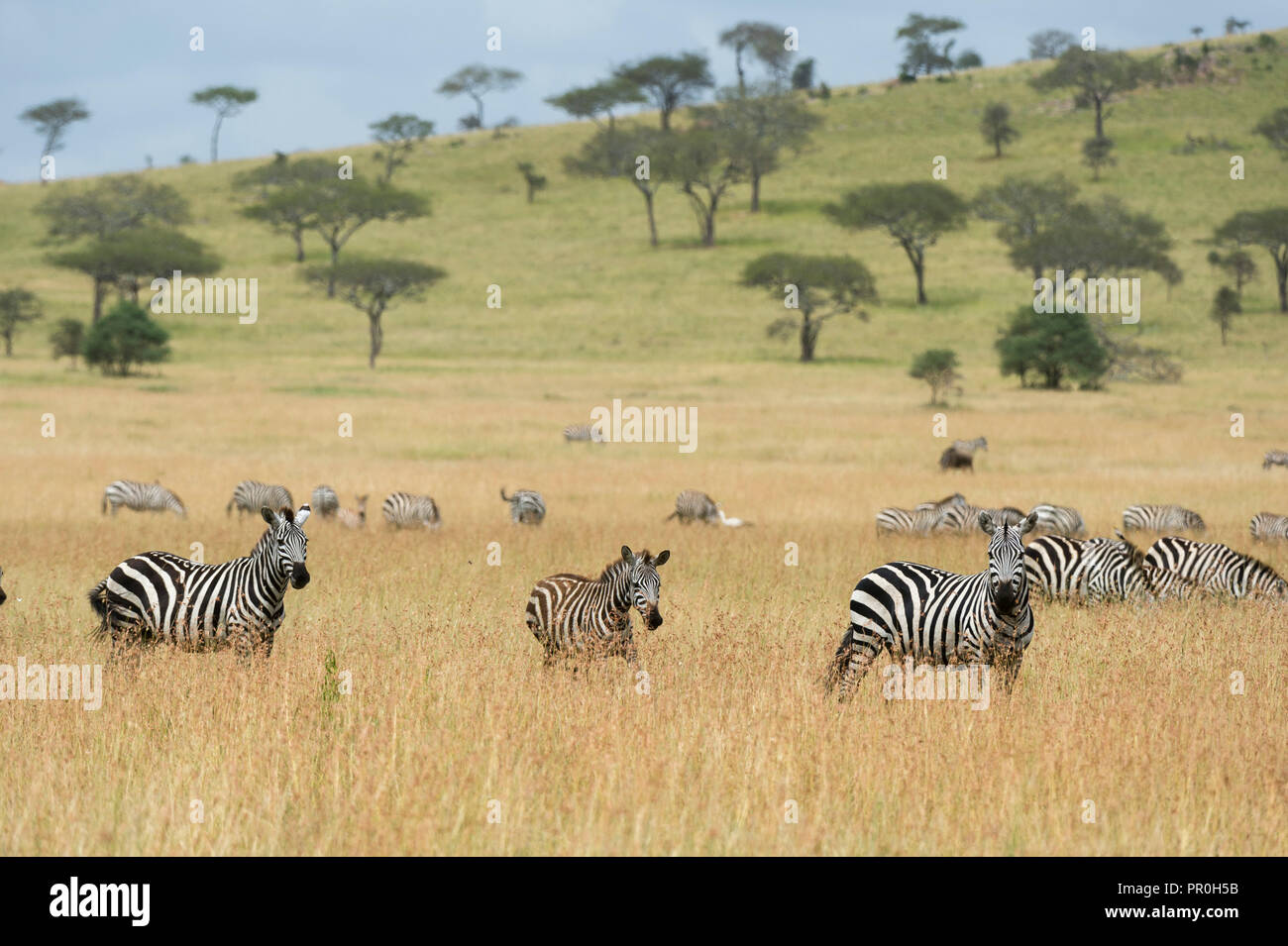 Plains zebras (Equus quagga) in the savannah, Seronera, Serengeti National Park, Tanzania, East Africa, Africa Stock Photo
