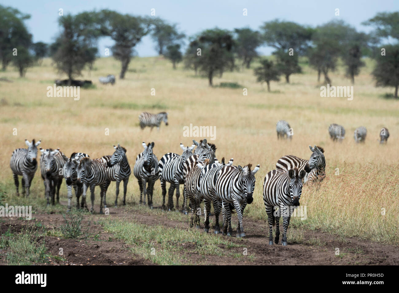 Plains zebras (Equus quagga), Seronera, Serengeti National Park, Tanzania, East Africa, Africa Stock Photo