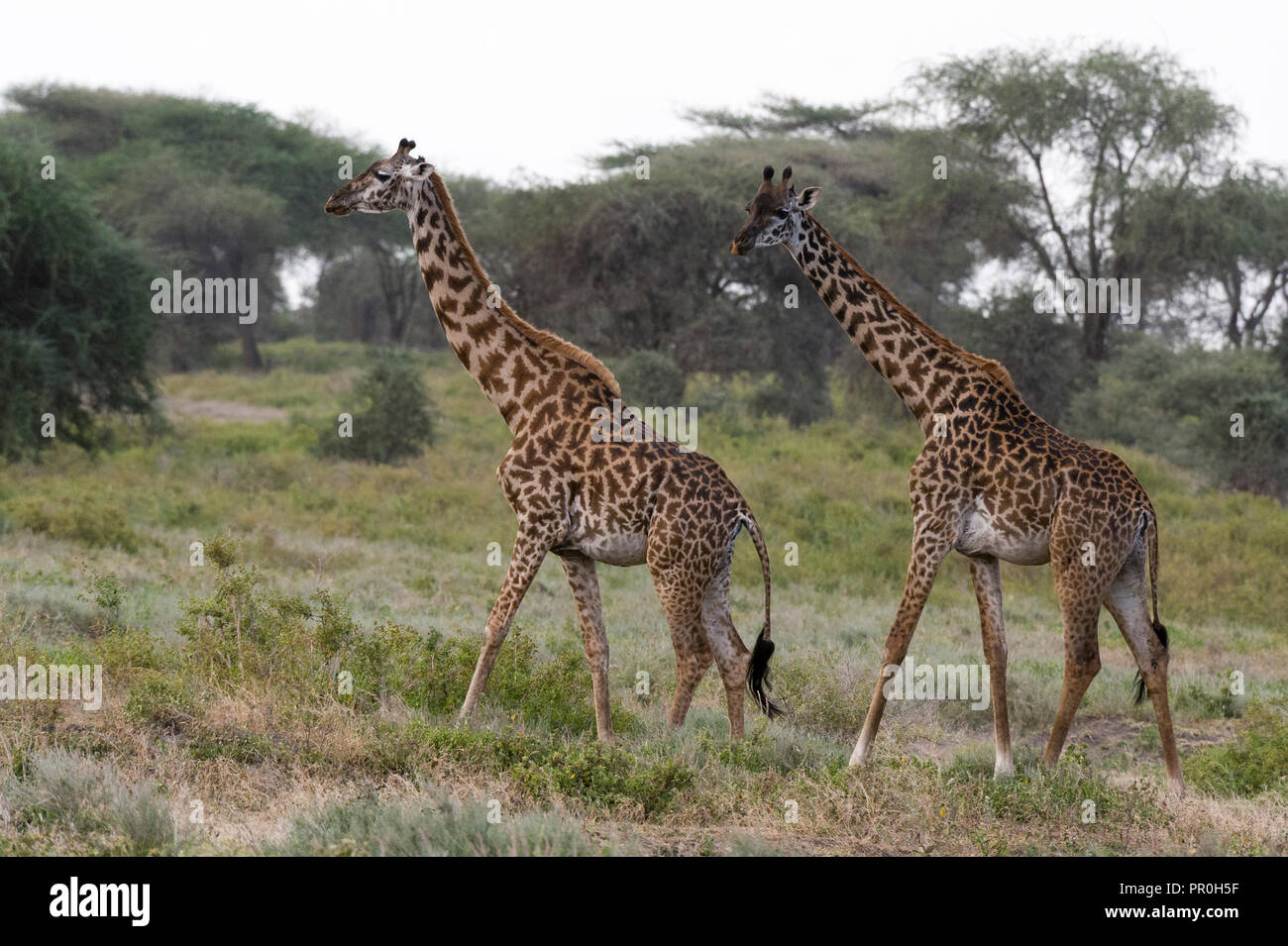 Masai giraffe (Giraffa camelopardalis tippelskirchi), Ndutu, Ngorongoro Conservation Area, Serengeti, Tanzania, East Africa, Africa Stock Photo