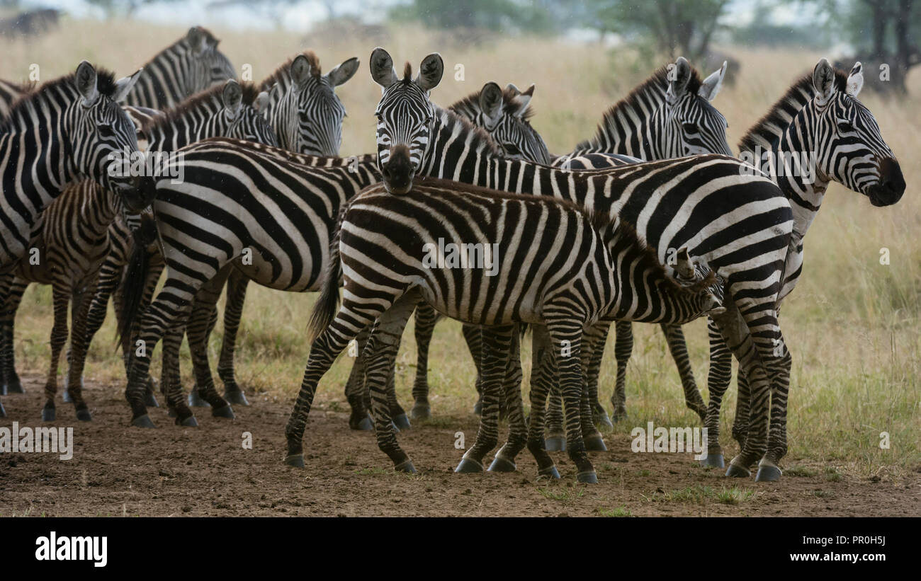 Plains zebras (Equus quagga) under the rain, Seronera, Serengeti National Park, Tanzania, East Africa, Africa Stock Photo