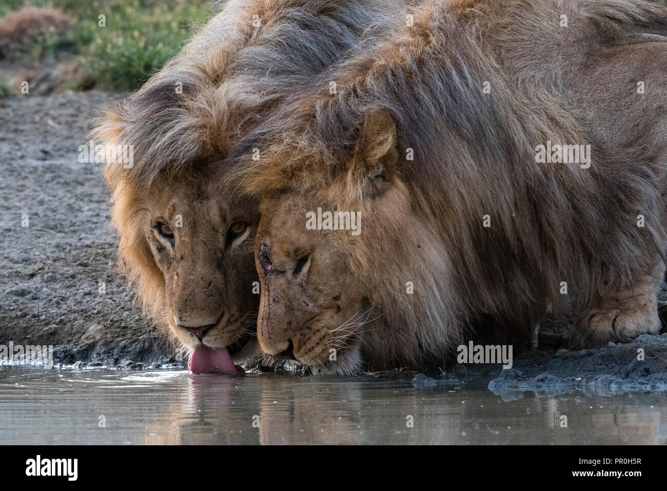 Two male lions (Panthera leo) drinking, Ndutu, Ngorongoro Conservation Area, Serengeti, Tanzania, East Africa, Africa Stock Photo