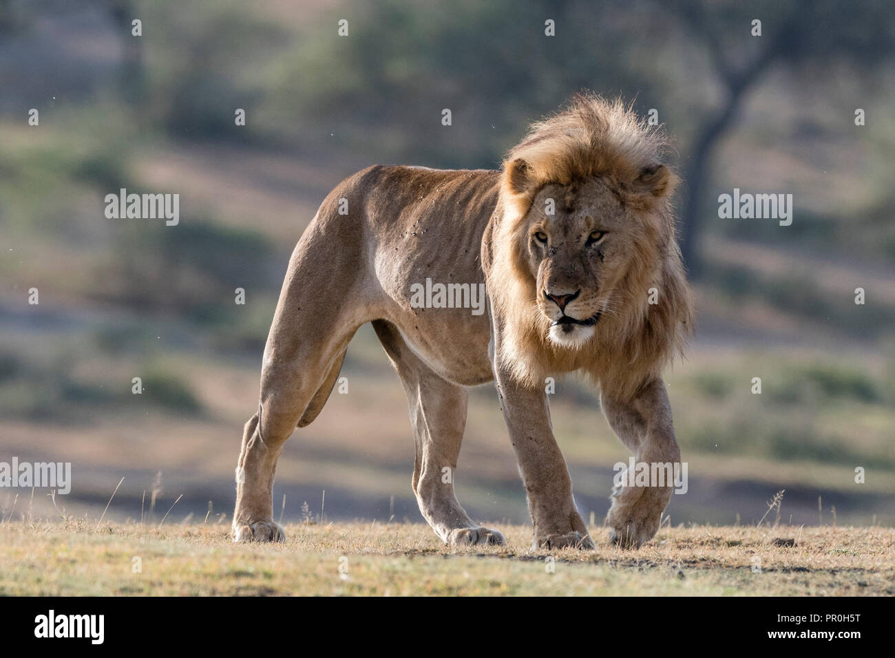 A male lion (Panthera leo), Ndutu, Ngorongoro Conservation Area, Serengeti, Tanzania, East Africa, Africa Stock Photo