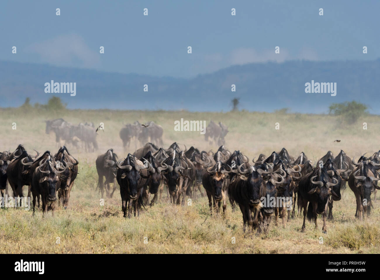 A herd of blue wildebeest (gnu) (Connochaetes taurinus), Ndutu, Ngorongoro Conservation Area, Serengeti, Tanzania, East Africa, Africa Stock Photo
